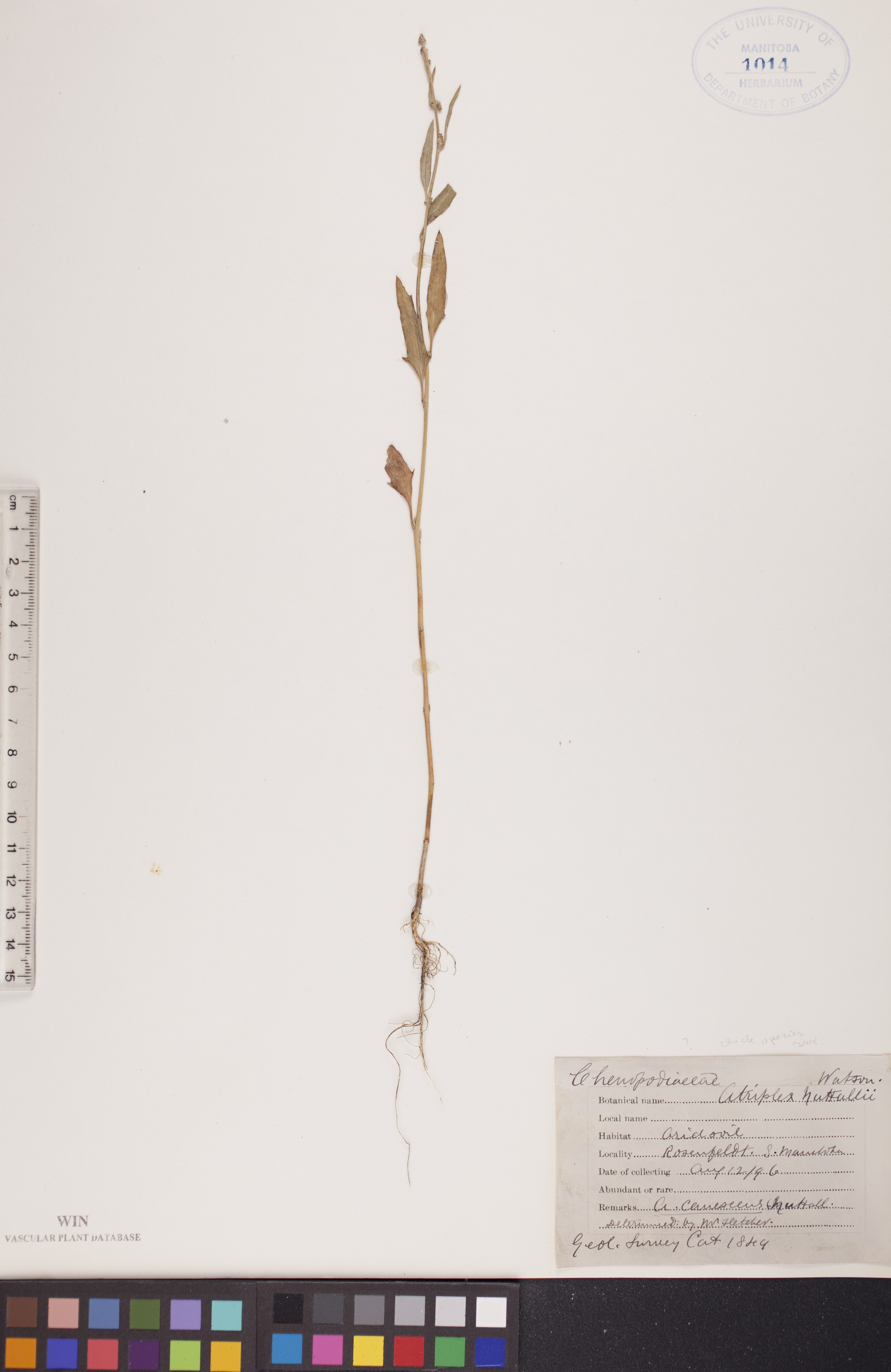 Atriplex tridentata image